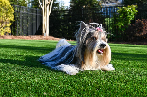 photo of Pet Odor Removal from Synthetic Grass
